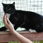 Kot do adopcji, Nowy Dwór Mazowiecki, 2 lipca 2026