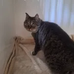 Kot do adopcji, Orzechowce, 3 lipca 2026