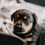 Pies do adopcji, Czartki, 3 lipca 2026