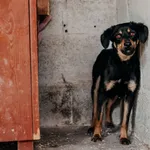 Pies do adopcji, Czartki, 3 lipca 2026