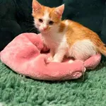 Kot do adopcji, Głowno, 2 lipca 2026