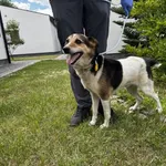 Taro