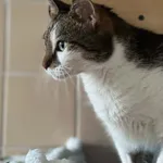 Kot do adopcji, Bydgoszcz, 4 lipca 2026