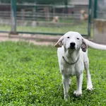 Pies do adopcji, Bydgoszcz, 4 lipca 2026