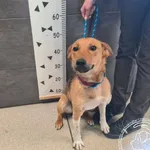 Kovu