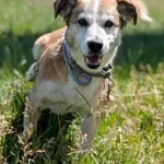 Pies do adopcji, Korabiewice, 4 lipca 2026
