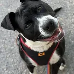 Layla – roczna sunia w typie amstaffa pilnie szuka Domu Tymczasowego! Layla ma dopiero rok, a w swoim krótkim życiu zdążyła już poznać najgorsze oblicze człowieka. Jako bezbronne szczenię została dotk