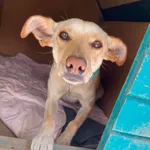 Pies do adopcji, Korabiewice, 4 lipca 2026