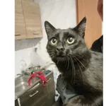 Salem