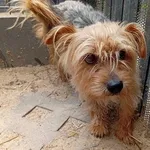 Pies do adopcji, Milanówek, 6 lipca 2026