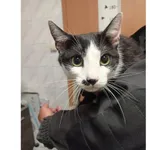 Kiti