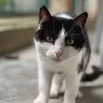 Kot do adopcji, Bydgoszcz, 5 lipca 2026