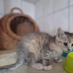 Kot do adopcji, Orzechowce, 6 lipca 2026