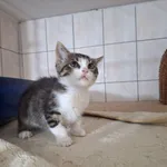 Kot do adopcji, Orzechowce, 6 lipca 2026