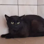 Kot do adopcji, Orzechowce, 6 lipca 2026