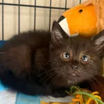 Kot do adopcji, Bydgoszcz, 7 lipca 2026