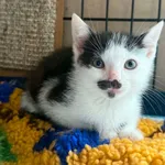 Kot do adopcji, Bydgoszcz, 7 lipca 2026