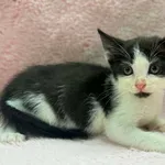 Kot do adopcji, Bydgoszcz, 7 lipca 2026