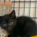 Kot do adopcji, Bydgoszcz, 7 lipca 2026