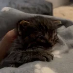 Kot do adopcji, Bydgoszcz, 7 lipca 2026