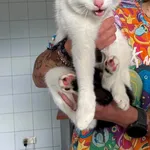 Uprowadzony