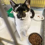 Kot do adopcji, Wrocław, 5 lipca 2026