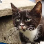 Kot do adopcji, Rzeszów, 9 lipca 2026