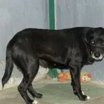 Pies do adopcji, Pabianice, 9 lipca 2026