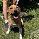 Kovu