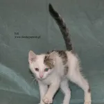 Kot do adopcji, Nowy Dwór Mazowiecki, 9 lipca 2026