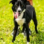 Pies do adopcji, Racławice, 7 lipca 2026