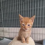 Tytan ID: 6649
