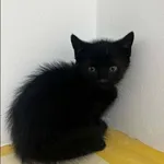 Figaro