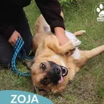 Pies do adopcji, Dąbrówka, 10 lipca 2026