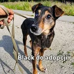 Black - rozgląda się za kochającym domem