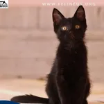 Kot do adopcji, Malawa, 11 lipca 2026