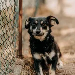 Pies do adopcji, Czartki, 11 lipca 2026