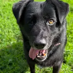 Pies do adopcji, Bydgoszcz, 11 lipca 2026