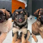 Pies do adopcji, Radom, 11 lipca 2026