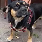 Pies do adopcji, Głowno, 12 lipca 2026