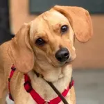 Pies do adopcji, Głowno, 12 lipca 2026