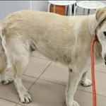 Znaleziono psa, Grudziądz, 12 lipca 2026