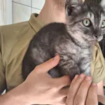 Kot do adopcji, Orzechowce, 12 lipca 2026