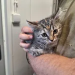 Nala