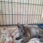 Kot do adopcji, Orzechowce, 12 lipca 2026