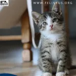 Kot do adopcji, Malawa, 13 lipca 2026