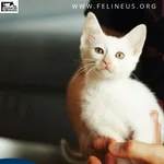 Kot do adopcji, Rzeszów, 13 lipca 2026