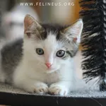 Kot do adopcji, Malawa, 13 lipca 2026