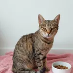 Kot do adopcji, Orzechowce, 13 lipca 2026