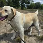 Pies do adopcji, Gorzów Wielkopolski, 10 lipca 2026